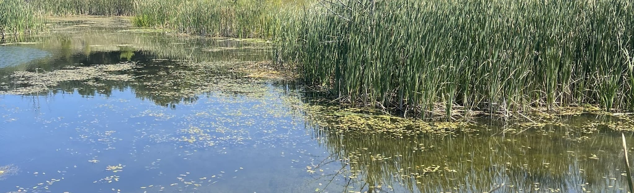 North Country Trail Petoskey State - EyJidWNrZXQiOiJhc3NldHMuYWxsdHJhaWxzLmNvbSIsImtleSI6InVwbG9hZHMvcGhvdG8vaW1hZ2UvMzk0NzkwNjYvZjkwMmQ5YjYyZDAwMzQ1OWZjYzU4NzRhYTkwMzMzNzguanBnIiwiZWRpdHMiOnsidG9Gb3JtYXQiOiJqcGVnIiwicmVzaXplIjp7IndpZHRoIjoyMDQ0LCJoZWlnaHQiOjYyNCwiZml0IjoiY292ZXIifSwicm90YXRlIjpudWxsLCJqcGVnIjp7InRyZWxsaXNRdWFudGlzYXRpb24iOnRydWUsIm92ZXJzaG9vdERlcmluZ2luZyI6dHJ1ZSwib3B0aW1pc2VTY2FucyI6dHJ1ZSwicXVhbnRpc2F0aW9uVGFibGUiOjN9fX0=