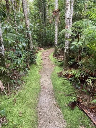 Best Hikes and Trails in Djiru National Park AllTrails