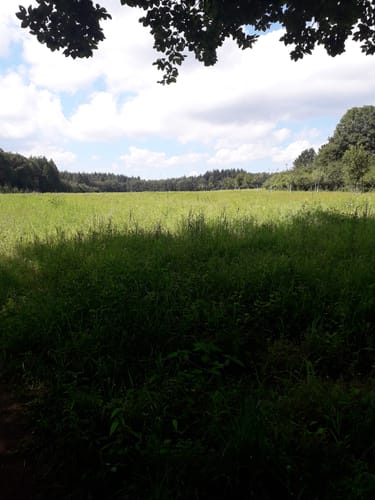 Ferschweiler (Naturpark Südeifel Wanderweg Nr. 60)