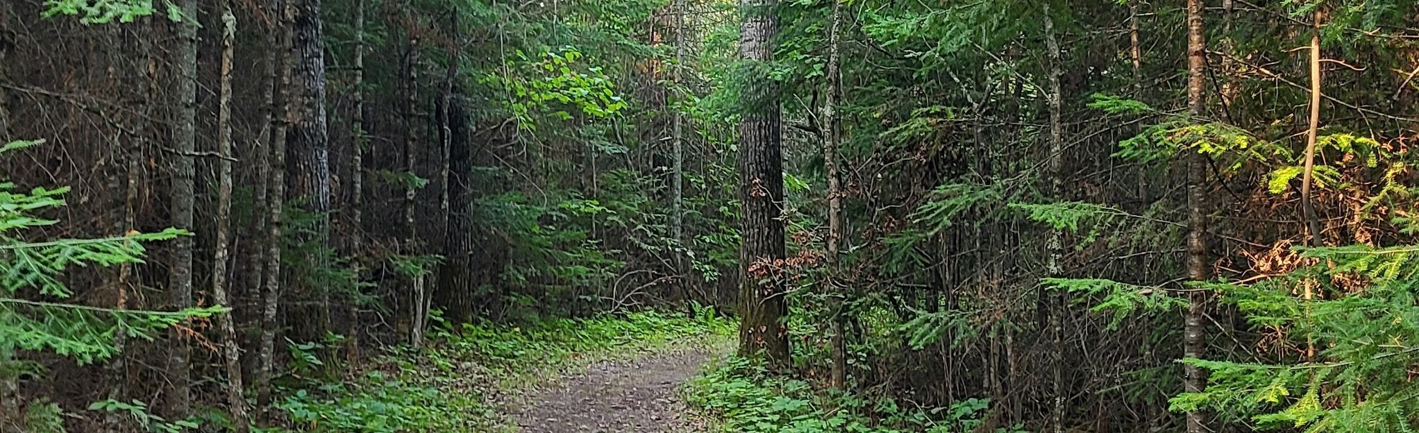 Echo Bay Trail, Minnesota - 120 Reviews, Map | AllTrails