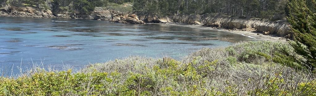 are dogs allowed at point lobos