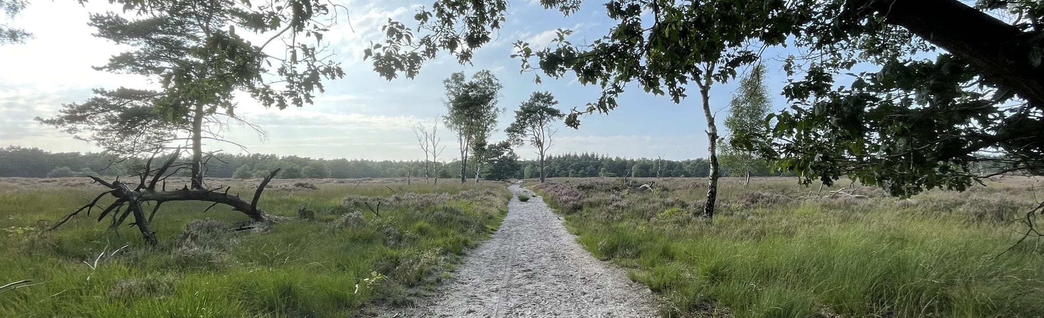 Rucphense Bossen Gele Wandelroute: 16 foto's - Noord-Brabant, Nederland ...