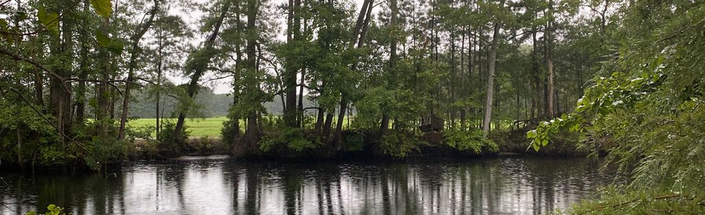 dismal swamp canal trail