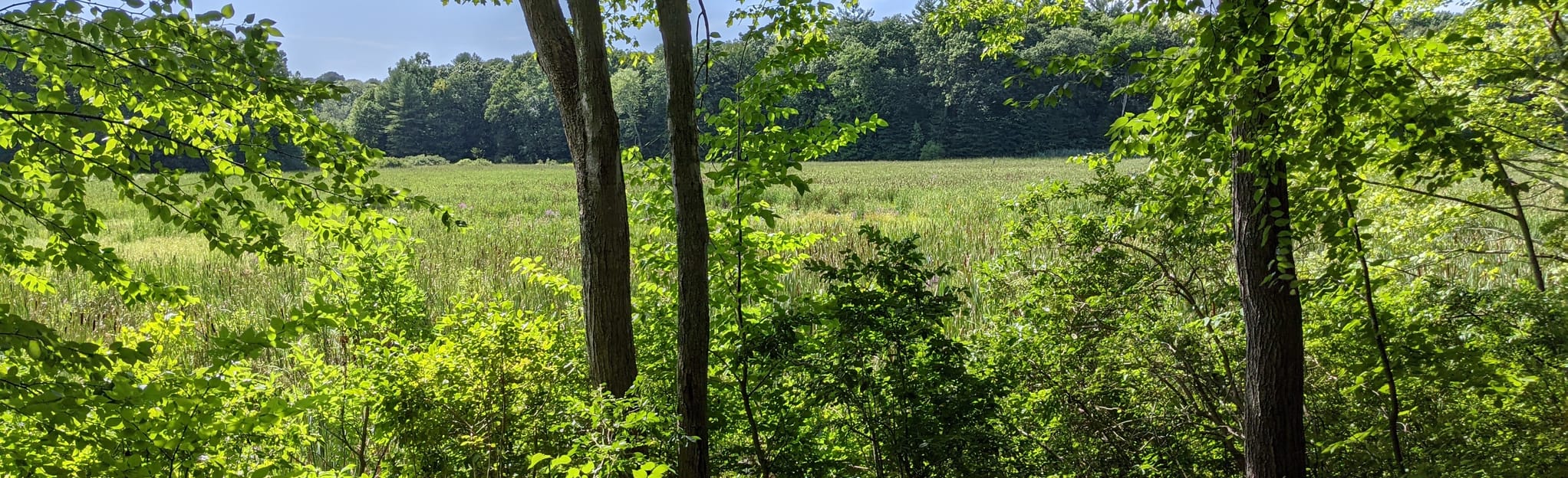 Hale Conservation Blue and Yellow Loop, Massachusetts 20 Reviews, Map AllTrails