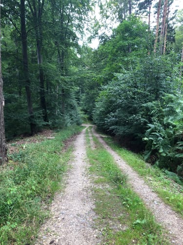 Bachhalde über Jagdhundefriedhof