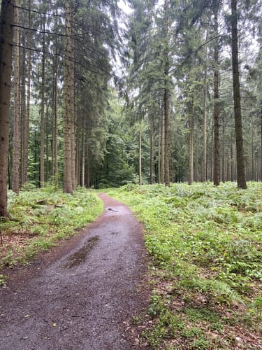 Heidschnuckenweg Etappe 3: Handeloh - Undeloh