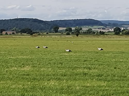 Um das Kieswerk Niederwald und den Erlensee