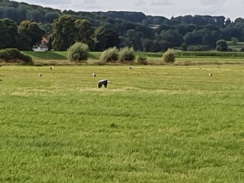 Um das Kieswerk Niederwald und den Erlensee