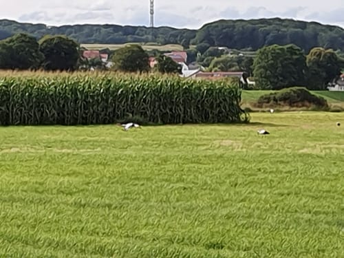 Um das Kieswerk Niederwald und den Erlensee