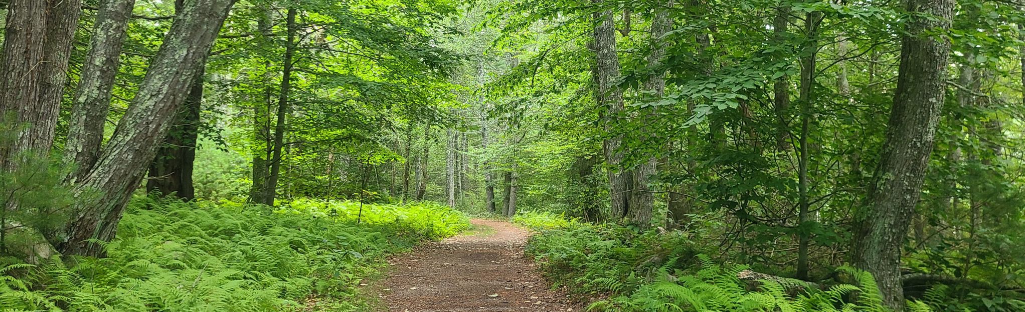 Plain Road, Breakheart Pond Trail, and Sand Hill Trail Loop: 58 Reviews ...