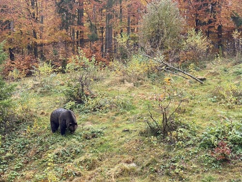 Rundweg Tier-Freigelände im Nationalparkzentrum Lusen