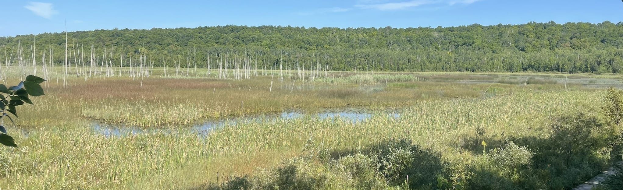 Bognor Marsh Conservation Area Loop, Ontario, Canada 83 Reviews, Map
