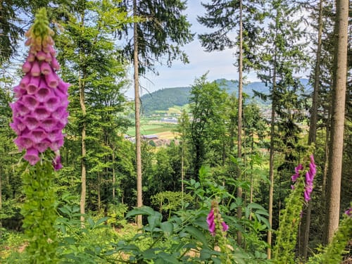Auf Kohlengräbers Spuren