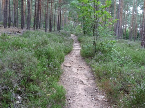 Vom Forsthaus Weilach zum Bismarckturm