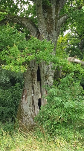 Zur Rother Kuppe ab Nordheim vor der Rhön