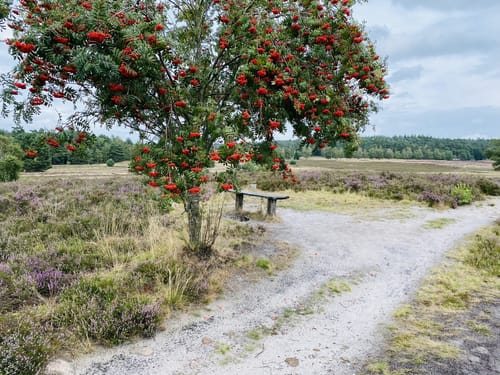 Heidschnuckenweg Etappe 3: Handeloh - Undeloh