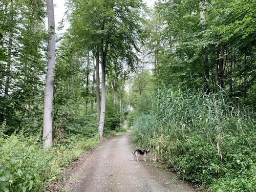 Ortsrundwanderweg Mühltal 1 (Mt1)