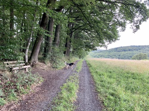Ortsrundwanderweg Mühltal 1 (Mt1)
