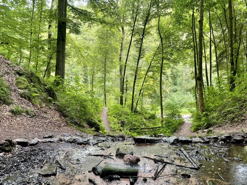 Durchs Langenbachtal zur Bärenhöhle