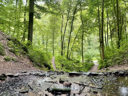 Durchs Langenbachtal zur Bärenhöhle
