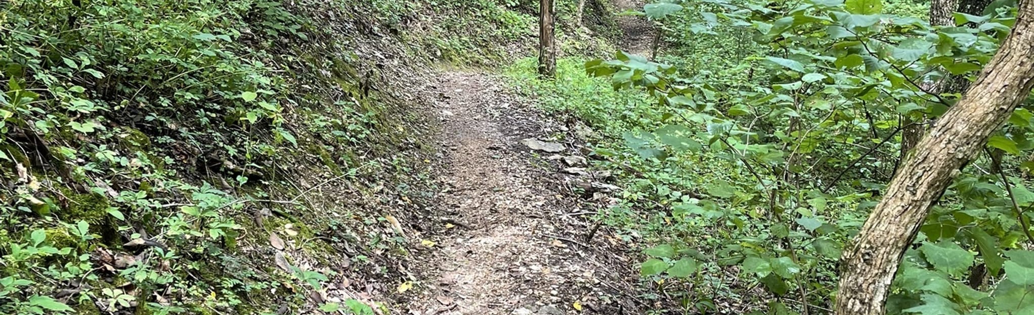 Bear Hollow Cave Trail, Arkansas 145 Reviews, Map AllTrails