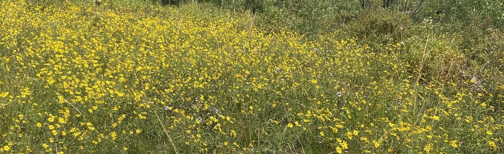 East Fork Three Forks Trail 12 Reviews, Map Utah AllTrails