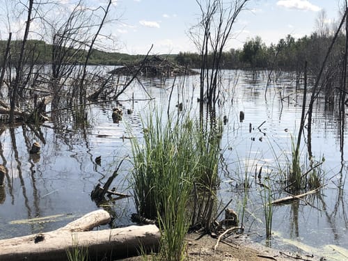 Best Hikes and Trails in Dillberry Lake Provincial Park | AllTrails