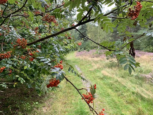Wanderroute 14: Ochsenweg - Sorgwohlder Binnendünen