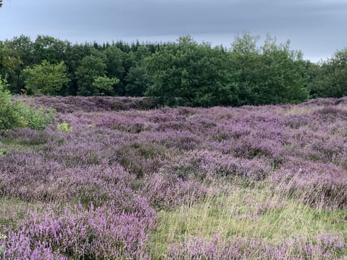 Wanderroute 14: Ochsenweg - Sorgwohlder Binnendünen