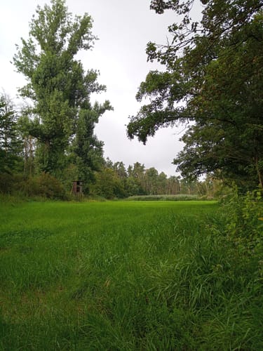 Lindensee und Birkensee Beerenkulturen ab Schloss Wolfsgarten
