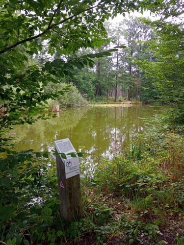 Lindensee und Birkensee Beerenkulturen ab Schloss Wolfsgarten