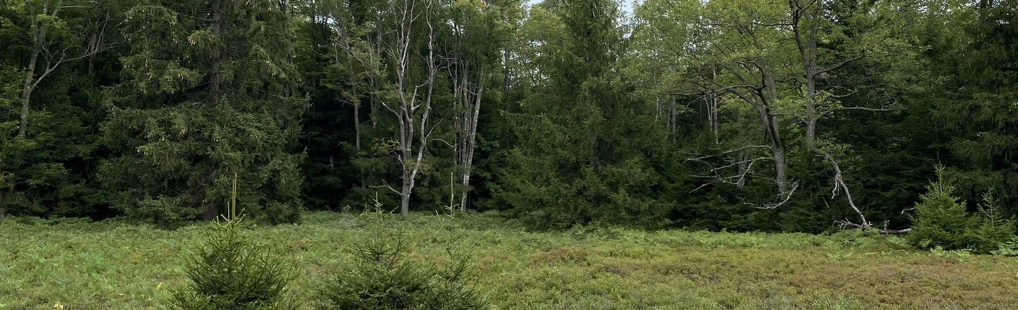 AllTrails David Lewis Riddle Road Loop 3 Reviews, Map Pennsylvania