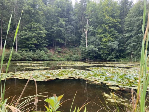 Herzog-Jäger-Pfad (Premiumwanderweg)