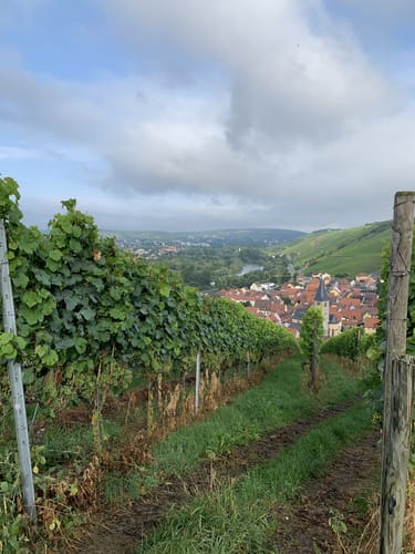 Weinwanderung 'Marsberg'