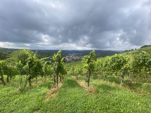 Von Obertürkheim über die Weinberge