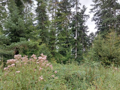 Rote Mühle Runde