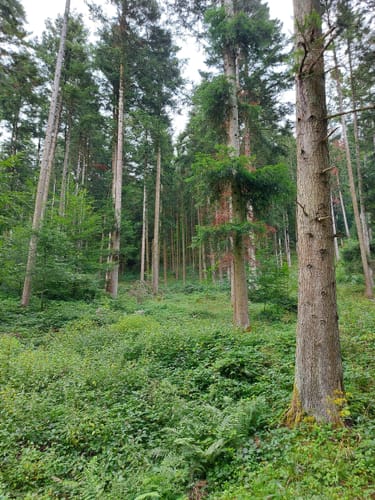Rote Mühle Runde