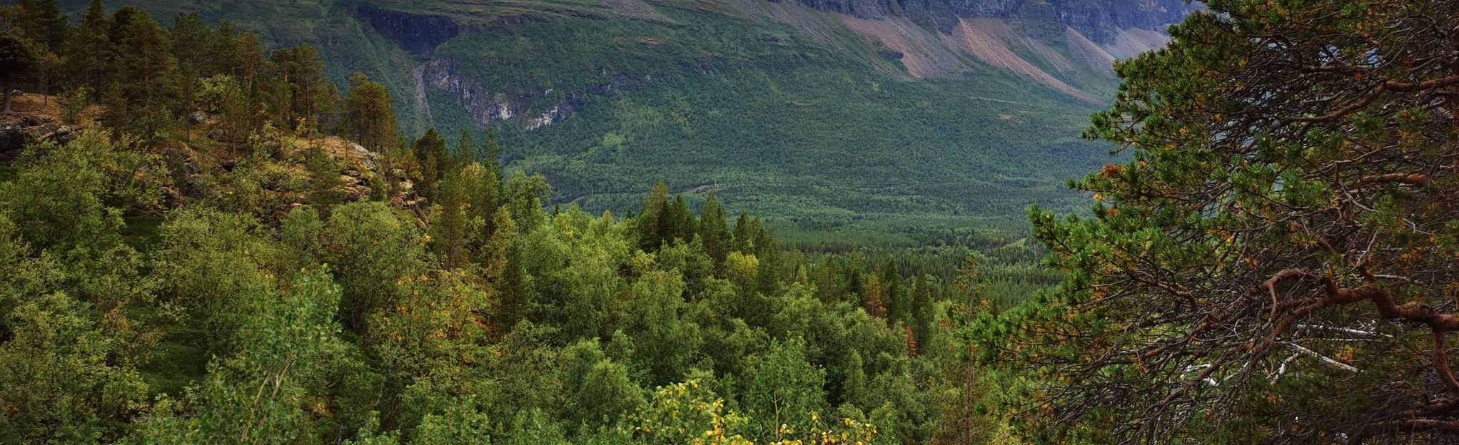 Lulledalen skogssti (Forest Trail), Troms og Finnmark, Norway - 10 ...