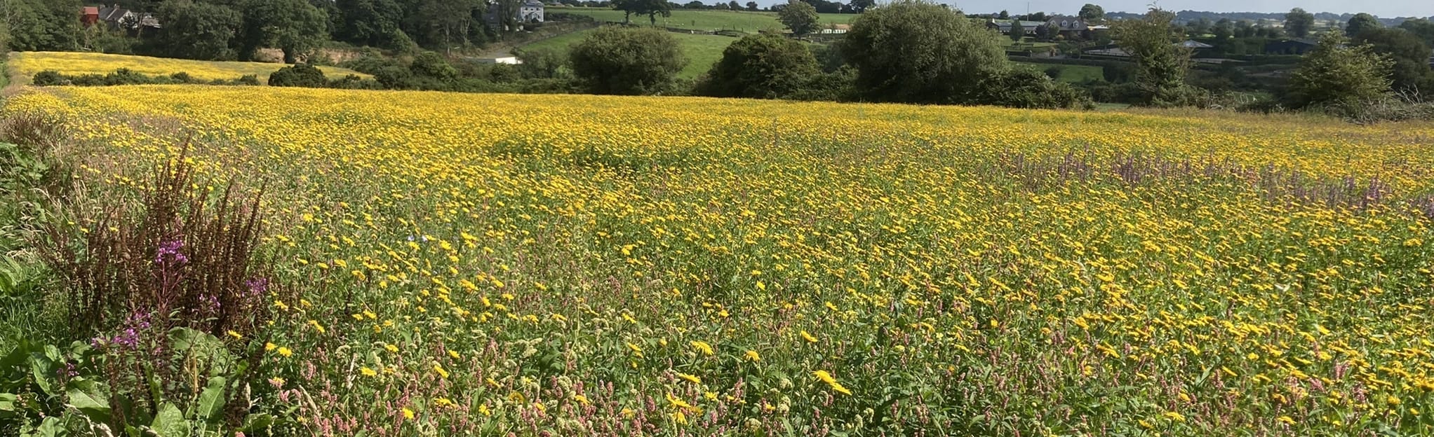 Kiltealy Cullentra Trail 13 Reviews, Map County Wexford, Ireland