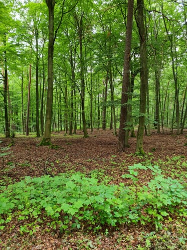 Rundweg bei Michelbach