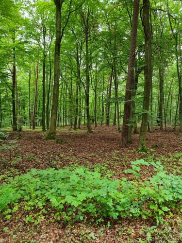 Rundweg bei Michelbach