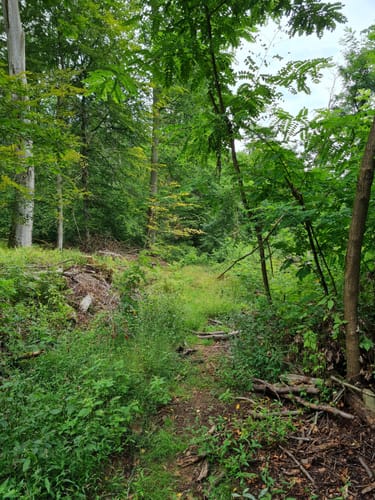 Rundweg bei Michelbach