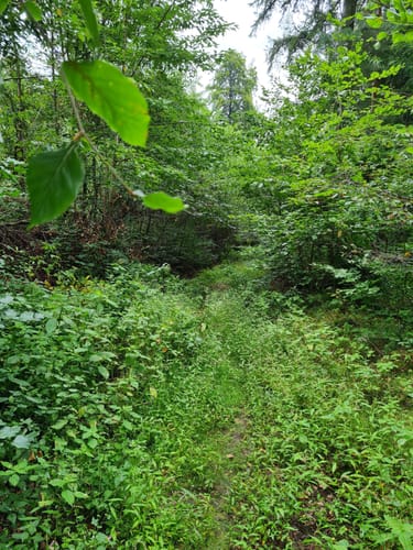 Rundweg bei Michelbach