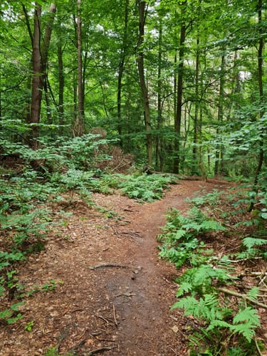 Rundweg bei Michelbach