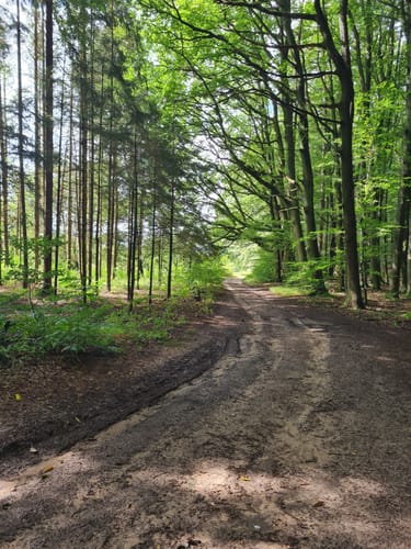 Niedersteinbach - Dörnsteinbach - Brücken