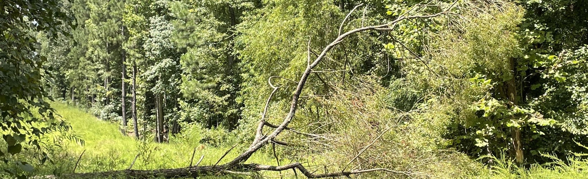 AllTrails RTP Mountain Bike Trail 302 Reviews, Map North Carolina