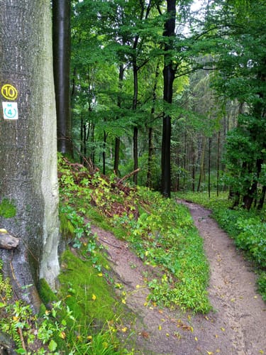 Rundwanderweg Mörlenbach 4: Obstwiesenweg