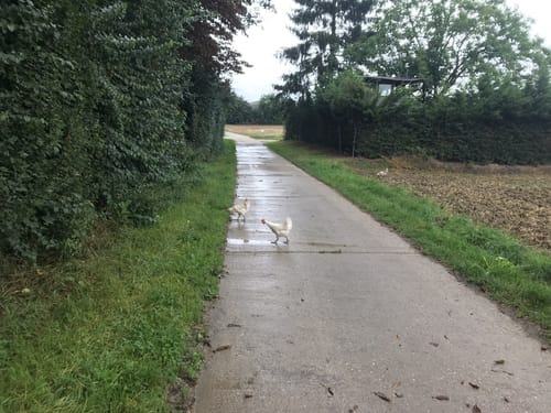 Kleiner Mainzer Höhenweg