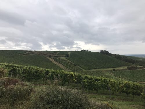 Kleiner Mainzer Höhenweg