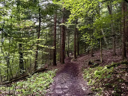 Best Hikes and Trails in Sugar Hill State Forest | AllTrails